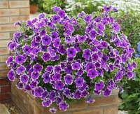 Hort Couture Adds 6 Petunias