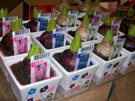 Slideshow: Potted Bulbs