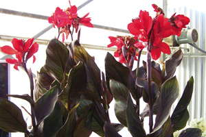 Canna ‘Tropical Bronze Scarlet’: 2010 Editor’s Choice Nominee