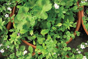 Understanding Plant Nutrition: Managing Multiple Species