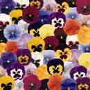 Draw Inspiration From Benary’s New Pansies