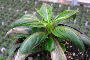 Understanding Plant Nutrition: Common High Media-EC Problems