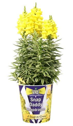 Snapdragons Enter Home Depot’s VIVA! Line