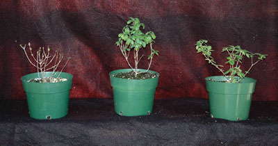 Rating The Varieties