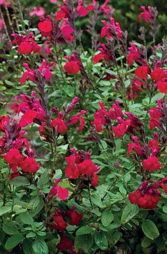 Salvia Heatwave Series From Pacific Plug And Liner