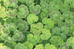 Slideshow: Geranium Nutrition
