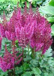 New Perennials From De Vroomen Holland