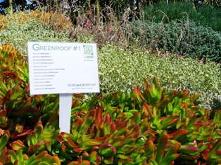 Focused On Drought Tolerance