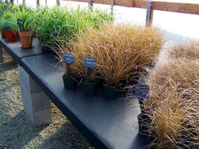 New Varieties Guide 2009: American Takii