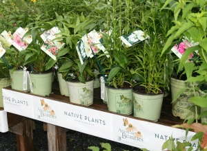 Spring Meadow Teams Up With American Beauties