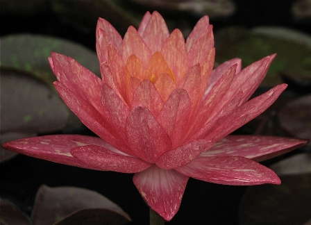 Top Waterlily Varieties Revealed
