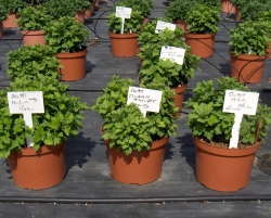 Conducting Effective Trials to Make Sound Decisions