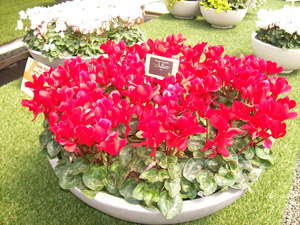 Taking Cyclamen Outdoors