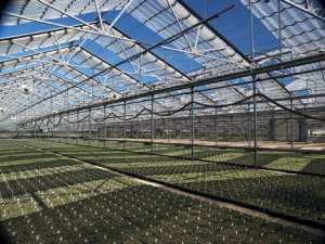 Stacy’s Greenhouses, Inc.