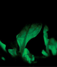 Glowing Plants: The Next Big Opportunity?