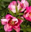 Monrovia Introduces Itoh Peonies