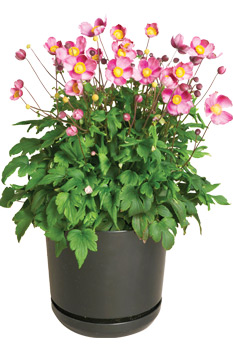 Pretty Lady Anemone from Green Leaf Is A Perennial Winner