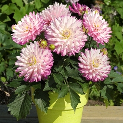 XXL Dahlias From Dömmen