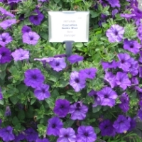 2009 Field Trials: Cornell University – Long Island