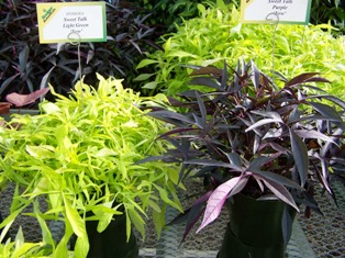 Bodger’s Jones Buys Botanicals Division