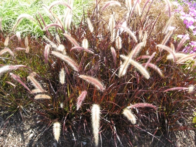 2009 Field Trials: Cornell University – Ithaca
