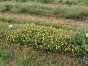 2010 Field Trials: Texas A&M University
