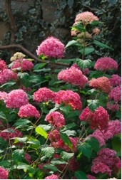 Introducing Summer ‘Bella Anna’