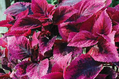 Focus On Fertility: Coleus