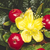 Cut Flower Varieties: The Cutting Edge