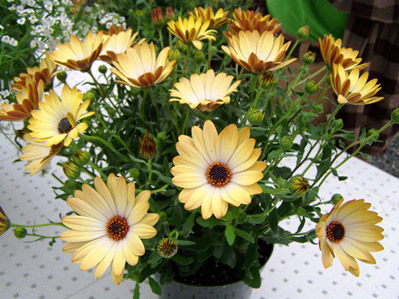 Beekenkamp Plants B.V. to Take Over Marketing Sunny Osteospermum