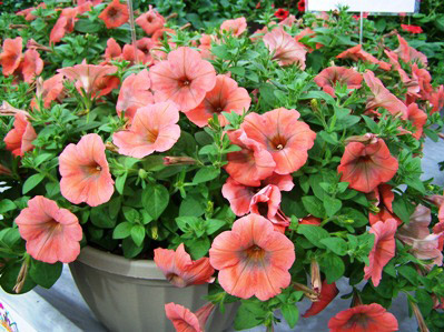 ePlantSource Adds 5 New Partner Companies