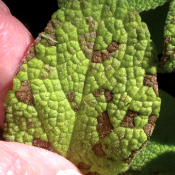 Insect & Disease ID And Diagnosis Guide: Patches