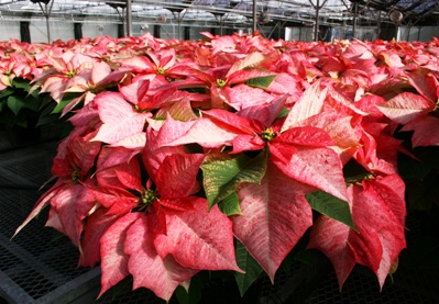 Behind The Scenes At Bell