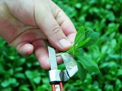 How Changes In Plant Patent Law Could Affect Your Variety Selection