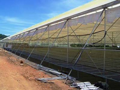 Selecta’s Production At Wagagai Farm In Uganda Slideshow