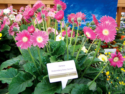 New Varieties Guide 2009: Plug Connection