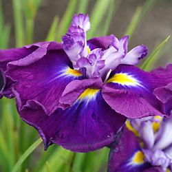 A Few Spring Introductions From Park Seed
