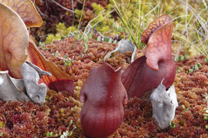 The Peat Report: Addressing Peat’s Sustainability