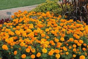 2010 Field Trials: University Of Illinois