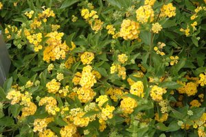 Lantana Finished Production Tips