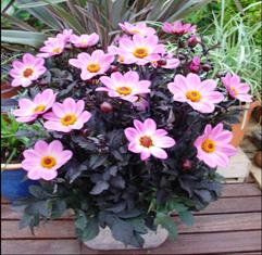 Happy Days Dahlias From GroLink