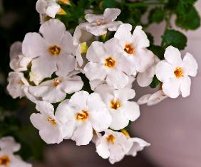 Bacopa ‘Supercopa White Wedding’ From Westhoff