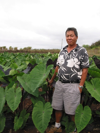 Breakthrough In Colocasia Breeding