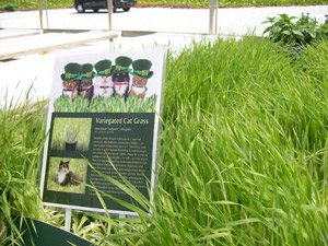 Spring Trials Slideshow Day 6: Speedling, Schoneveld Twello, MasterTag, ABZ Seeds, Thompson & Morgan, Hem Genetics, Pacific Plug & Liner and Takii