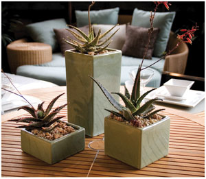 Succulents And Osteos From EuroAmerican