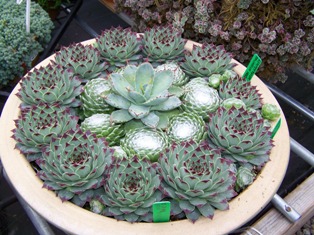 Showcasing Succulents & Organics