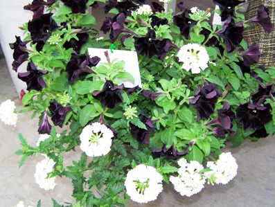Allan’s Top Picks At Ball Horticultural Co.