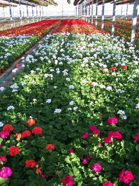 Rockwell Farms
