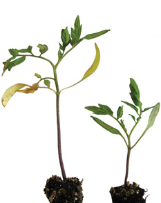 An Eye On Phosoporus Nutrition