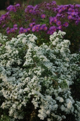Aster Ericoides ‘First Snow’